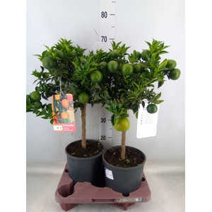 Citrus aurantifolia 'Chinotto'