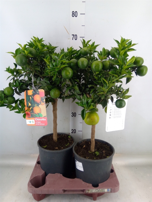 <h4>Citrus aurantifolia 'Chinotto'</h4>