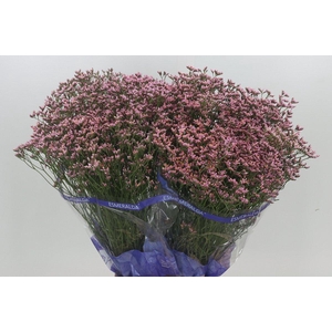 Limonium Pink Diamond