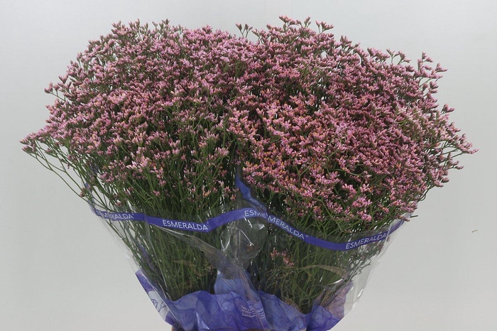Limonium Pink Diamond