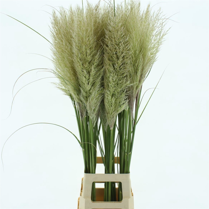 <h4>Corta Fresh N L</h4>