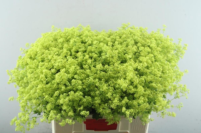 <h4>Alchemilla robustica</h4>