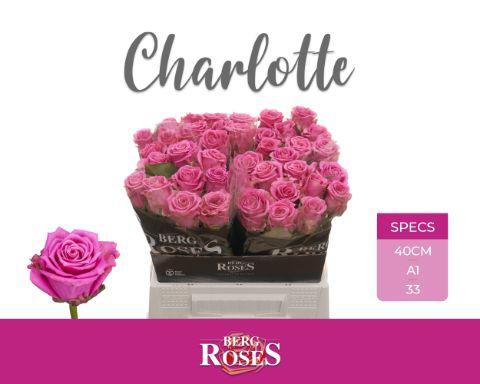 <h4>R GR CHARLOTTE</h4>