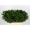 Ruscus Hypophyllum