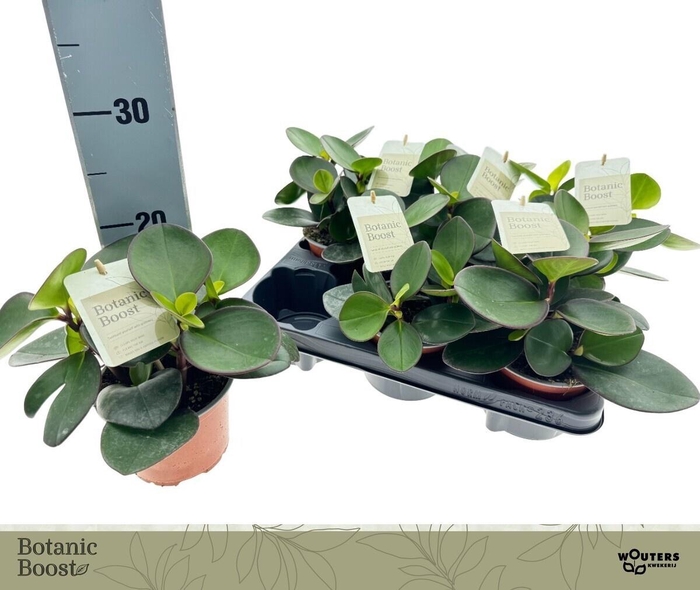 <h4>PEP CLUS RED MARGIN</h4>