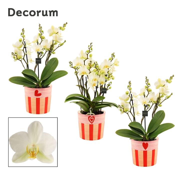 <h4>Phalaenopsis dazzling Lausanne 3-4 tak in Romée (Sympathetic moo</h4>