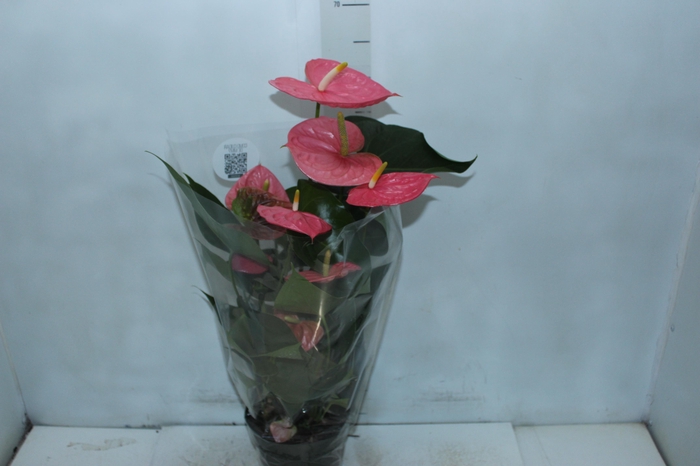 <h4>ANTHURIUM COLORADO P17 PREMIUM</h4>