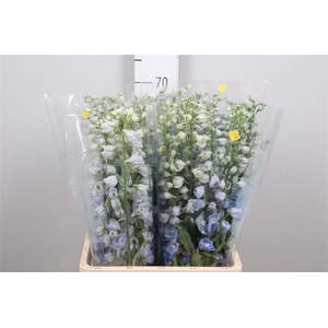 Delph Du Mag F Skyblue Wb