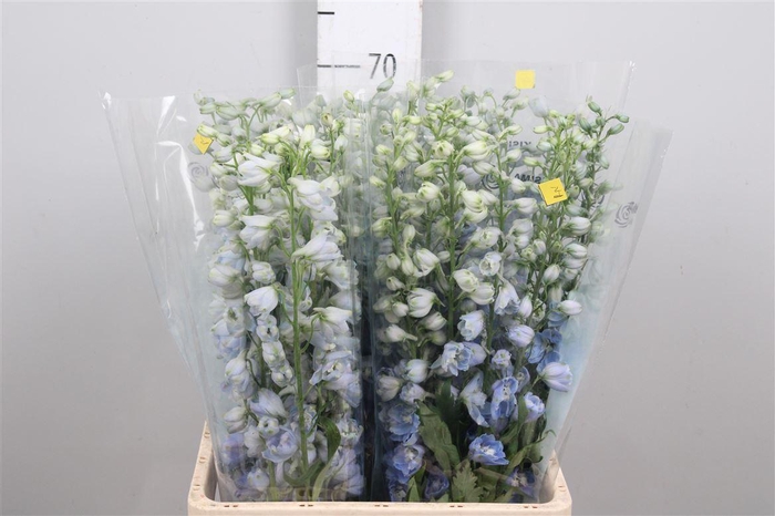 <h4>Delph Du Mag F Skyblue Wb</h4>