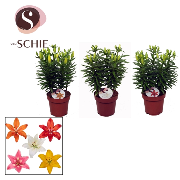 <h4>Aziaat Mix 19cm</h4>