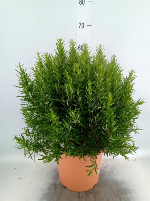 <h4>Rosmarinus offi.   ...</h4>