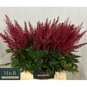 ASTIL AR PAUL GAARDE