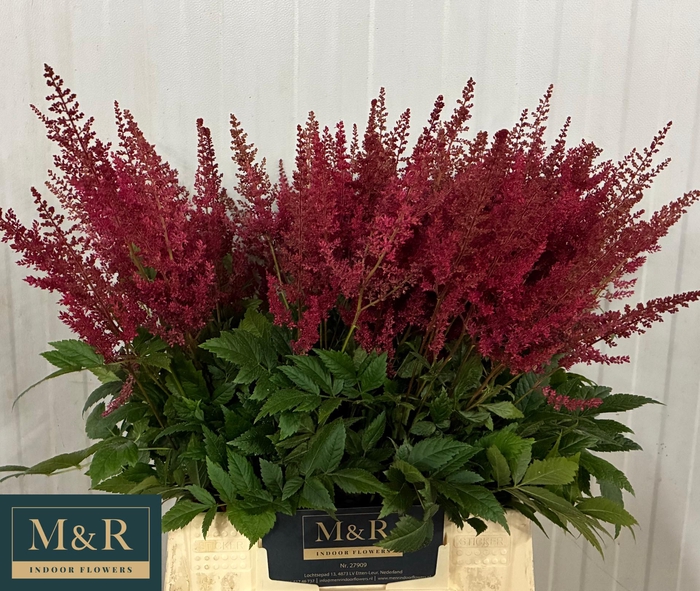 <h4>ASTIL AR PAUL GAARDE</h4>