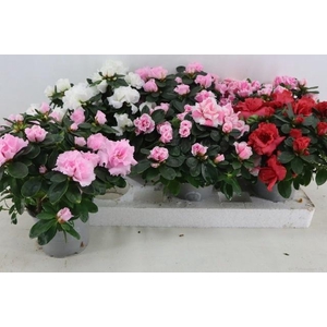 RHODO SI VOGEL GEM