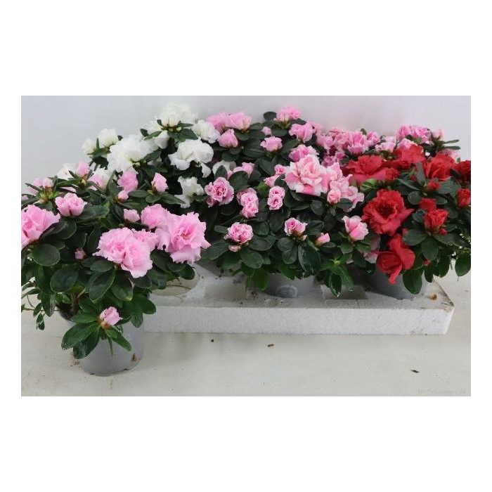 <h4>RHODO SI VOGEL GEM</h4>