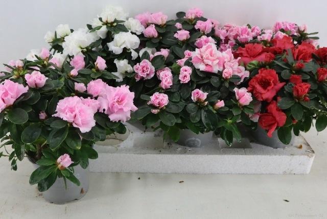 RHODO SI VOGEL GEM