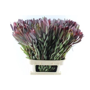 Leucad Saf Sunset 090cm