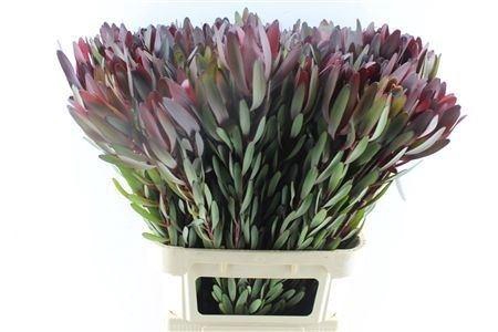 <h4>Leucad Saf Sunset 090cm</h4>