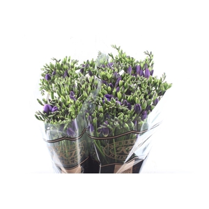 Fr En Delta River Blue