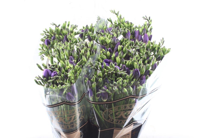 <h4>Fr En Delta River Blue</h4>