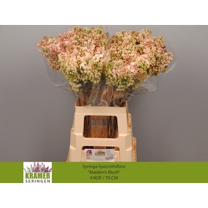 SYR HY MAIDENS BLUSH