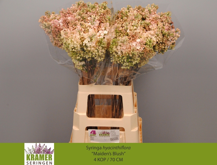 <h4>SYR HY MAIDENS BLUSH</h4>