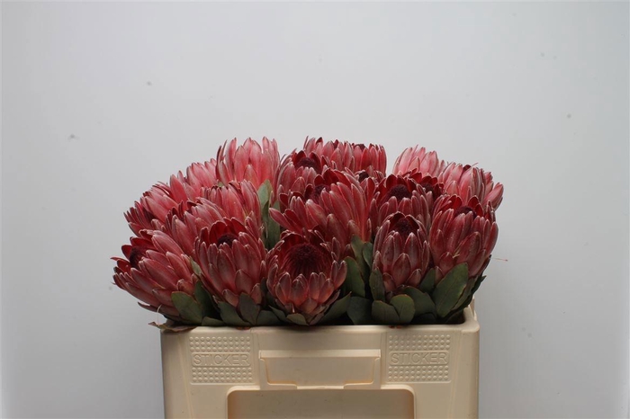 <h4>PROTEA OV PER STUK</h4>