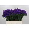 Limonium Navy Sun Birds