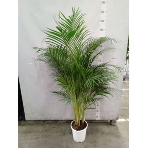 Dypsis lutescens   ...Chrysalidoca