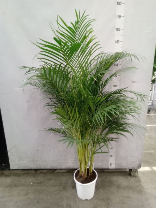 <h4>Dypsis lutescens   ...Chrysalidoca</h4>