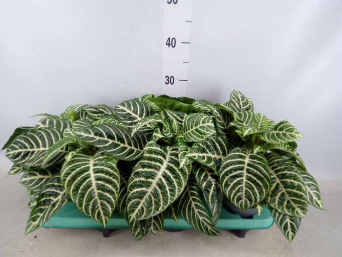 <h4>Aphelandra squar. 'Botanica'</h4>