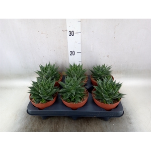 Aloe   ...