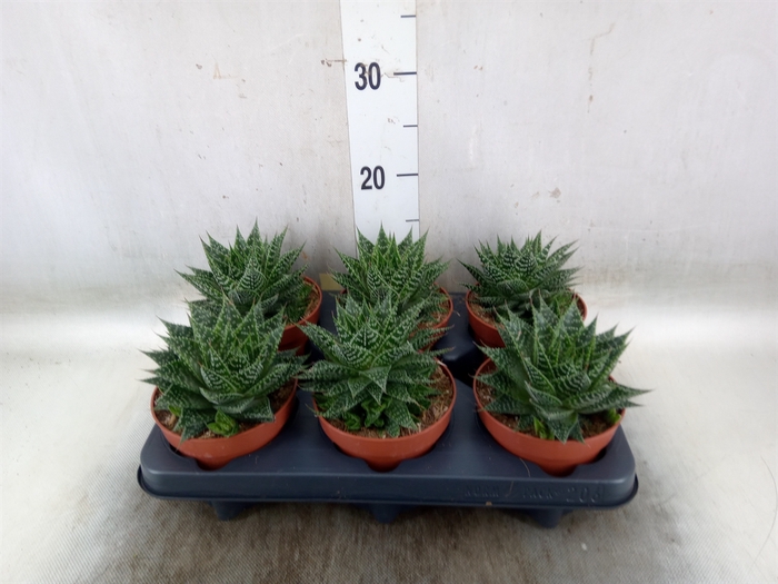 <h4>Aloe   ...</h4>