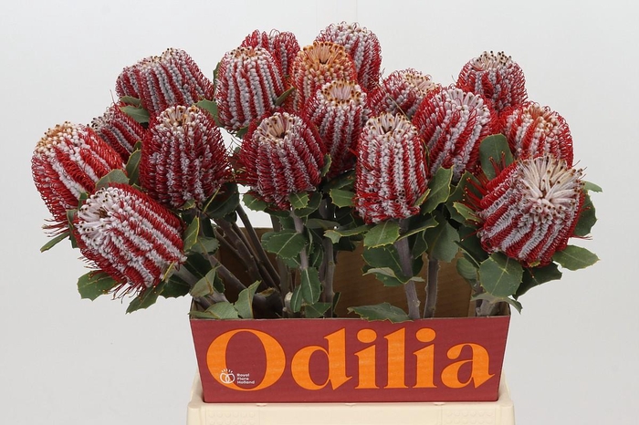 <h4>Banksia Coccinea</h4>