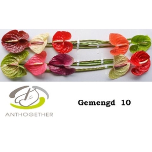 Anthurium andr.   ...mix