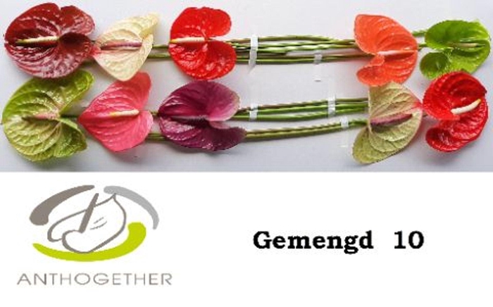 <h4>Anthurium andr.   ...mix</h4>