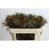 Chamelaucium uncinatum 'My Sweet 16'
