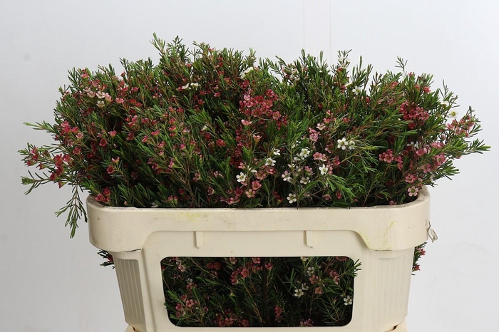 <h4>Chamelaucium uncinatum 'My Sweet 16'</h4>