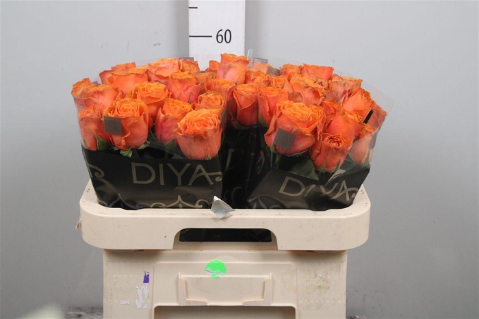 <h4>R Gr Tropic Horizon</h4>