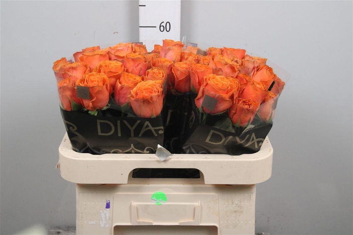 <h4>R Gr Tropic Horizon</h4>