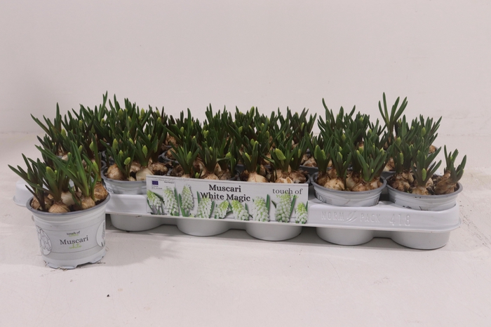 <h4>MUSCAR WHITE MAGIC</h4>