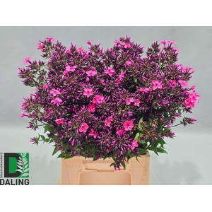 PHLOX P WINDSOR
