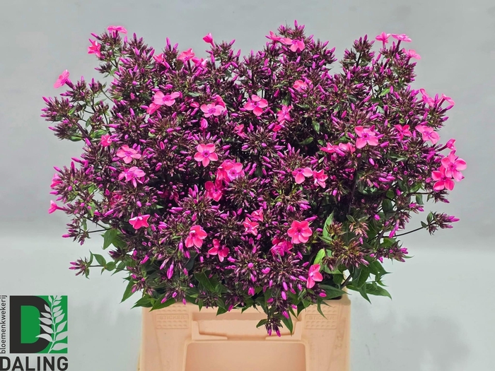 <h4>PHLOX P WINDSOR</h4>