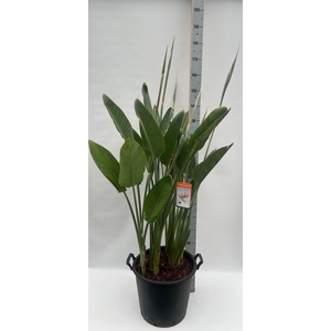STRELITZIA REGIN BL