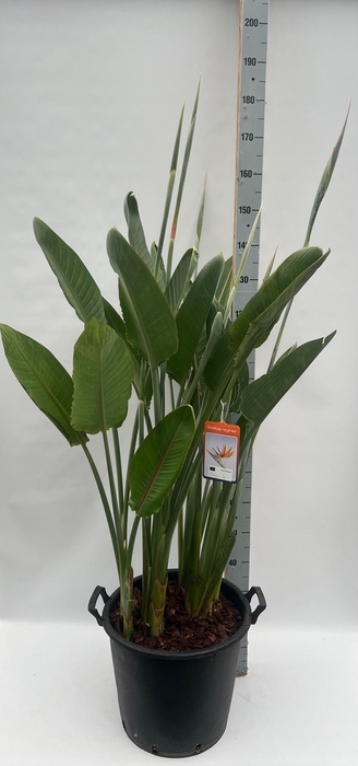 <h4>STRELITZIA REGIN BL</h4>