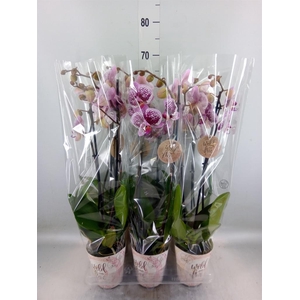 Phalaenopsis   ...