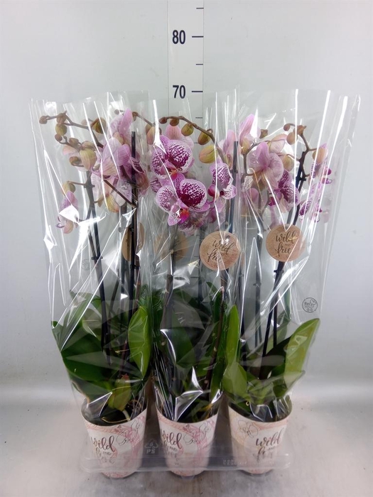 <h4>Phalaenopsis   ...</h4>