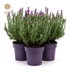 Lavandula Anouk