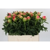 Paeonia Coral Sunset