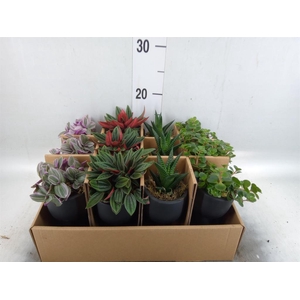 Arr.   Kamerplant Groen L%